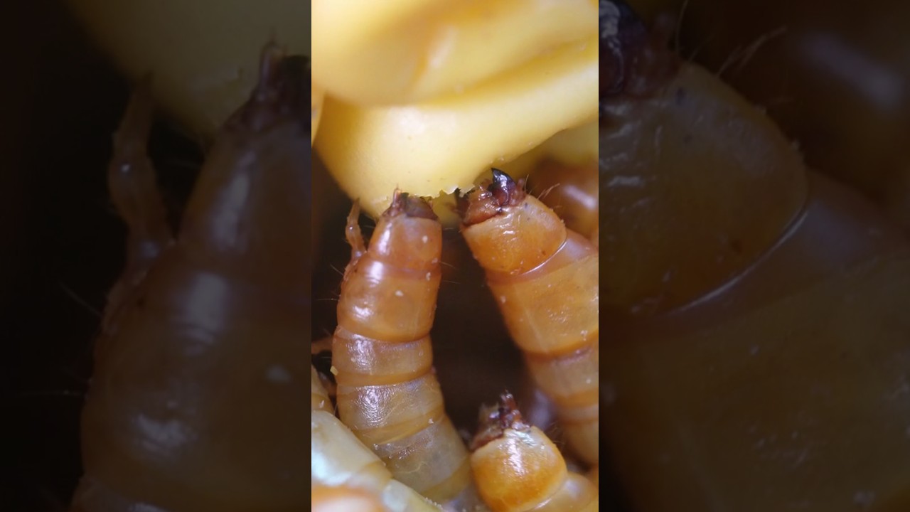 GIANT CORN DESTROYED by a WORM ARMY! ⚔️😱 | EPIC Timelapse