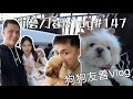 磨刀霍vlog#148｜寵狗友善商場？｜三年前救的狗狗近況