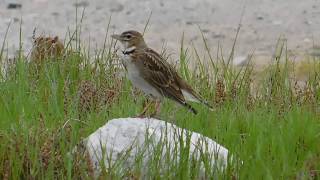 melanocorypha calandra - birds of Greece