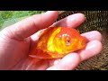 Found Beautiful Oranda Red Cap Goldfish, Galaxy Betta Fish n Other Fish in Rice Field