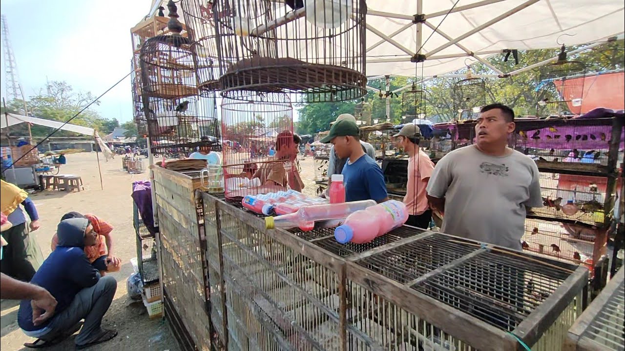 LAPAK PALING KOMPLIT DI PASAR BURUNG PLERED CIREBON