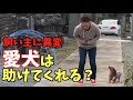 【ISOPP実家の犬】愛犬ダブルインパクト花子は助けてくれるのか❓ #自粛犬 #ダブルインパクト花子