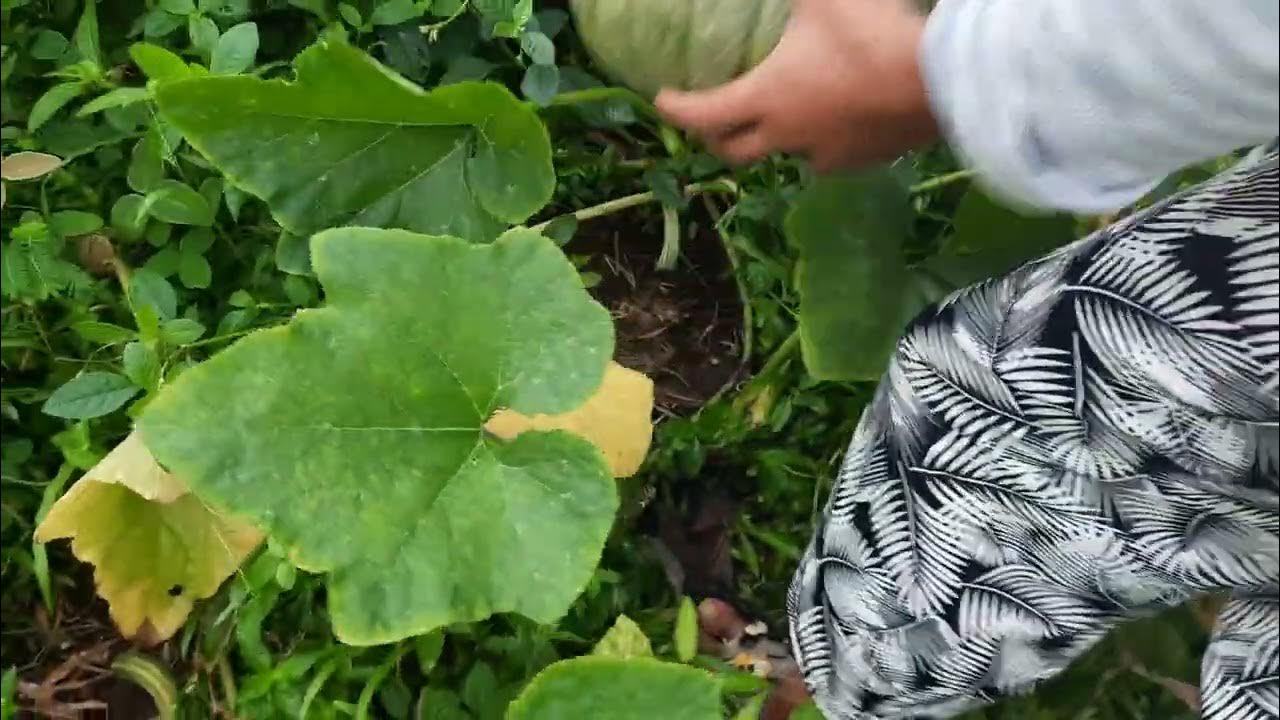 how to harvest squash howtoharvestsquash YouTube