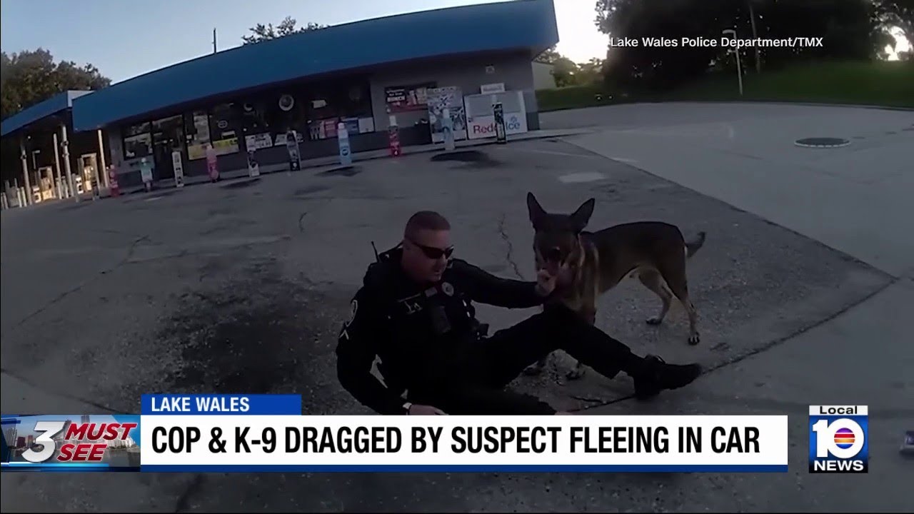 Офицера и его напарника по службе охраны правопорядка утащила машина, когда подозреваемый скрылся...