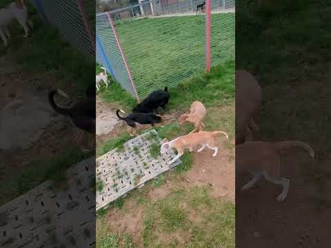 CE CHIEN A TROP DE STYLE