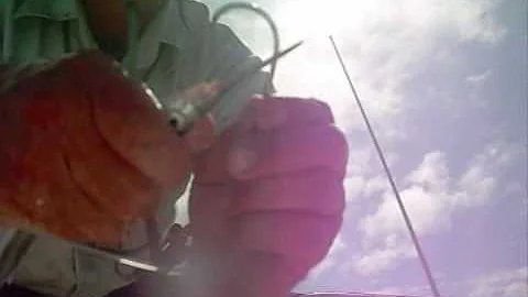 How to rig a garfish (piper) as live bait.wmv