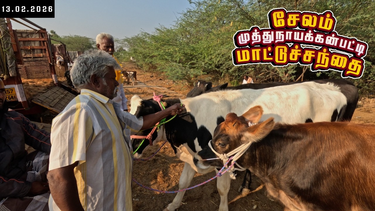 🐃 13.02.2026 | சேலம் முத்துநாயக்கன்பட்டி மாட்டுச்சந்தை | Salem Muthunayakkanpatti Cattle Market 🐄