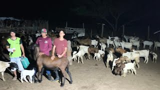 CHEGOU MAIS DE 40 ANIMAIS DA RAÇA BOER CADA UM MAIS BONITO DO QUE O OUTRO GRAÇAS A DEUS