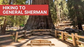 General Sherman Tree Trail: Hiking to the Largest Tree in the World