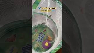 🦋butterfly grow kit from Amazon!