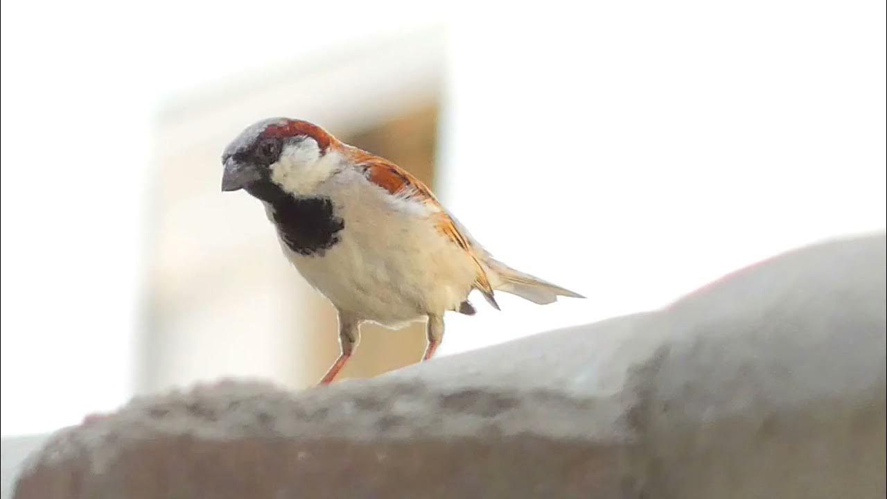 House Sparrow Song ! House Sparrow Call ! House Sparrow Chirping