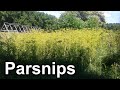 SURVIVAL Gardening: Grow Your Own Parsnip Seeds!!...BUT Watch Out For This PEST! The Parsnip Webworm
