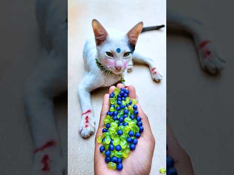 Satisfying Cat ASMR 🌈 Reverse Beads Fun#shorts #cat #asmr #beads #satisfying