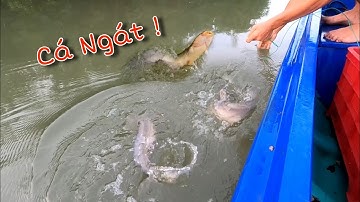 Tiếp tục Giăng Câu vét hết Cá Ngát trong rạch nhỏ | GĐCG #1012