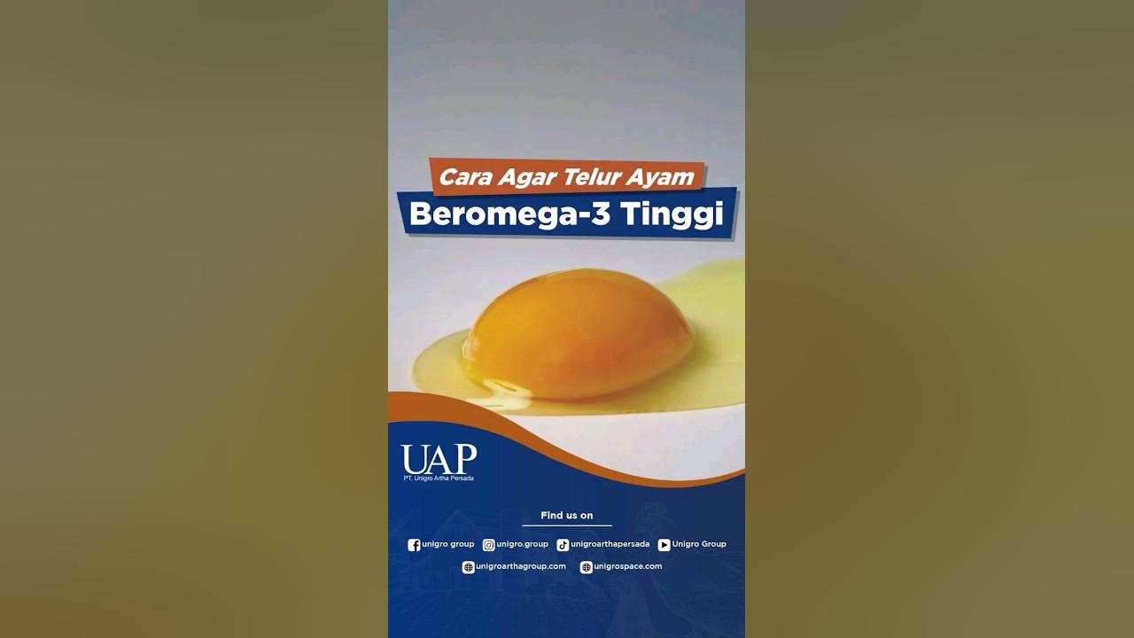 CARA AGAR TELUR AYAM TINGGI OMEGA-3, WAJIB COBA! CARA AGAR TELUR AYAM TINGGI OMEGA-3, WAJIB COBA!