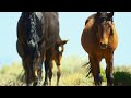 Brutal Stallion Mating Fight | 4K UHD | Planet Earth II | BBC Earth