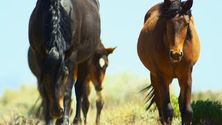 Brutal Stallion Mating Fight | 4K Uhd | Planet Earth Ii | Bbc Earth