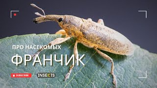 ФРАНЧИК ОБЫКНОВЕННЫЙ (Lixus iridis)