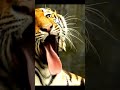#tiger #nature #youtuber #sub #likeforlikes #natgeo #wild #music