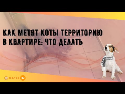 Как метят коты территорию в квартире: что делать