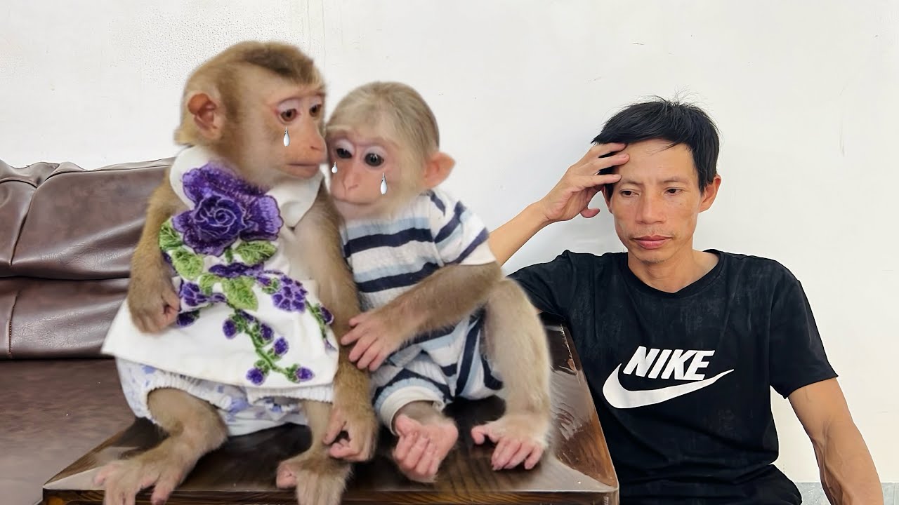 A serious mistake by Dad made both baby monkey Xuka and Tina very sad.