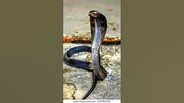 #naagin #youtubeshorts #viral tik tok video nagin viral video r🐍🐍🐍🐍🐍🐍🐍🐍🐍🐍🐍
