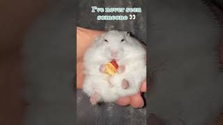 Mickey Mouse Shorts - Doggone Biscuits Official Disney Channel Africa