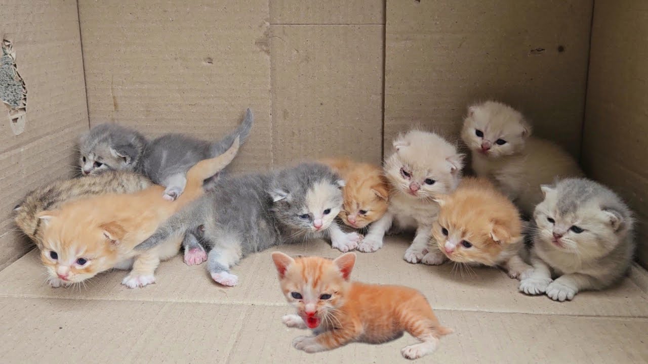 I adopted stray kittens meowing, cute and beautiful kittens after being rescued