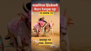 बकासुर आणि मल्हार गट 16 पास..सामना..✅#shorts#bailgadasharyat#shortvideo#bailgada#bakasur#बकासुर#bull