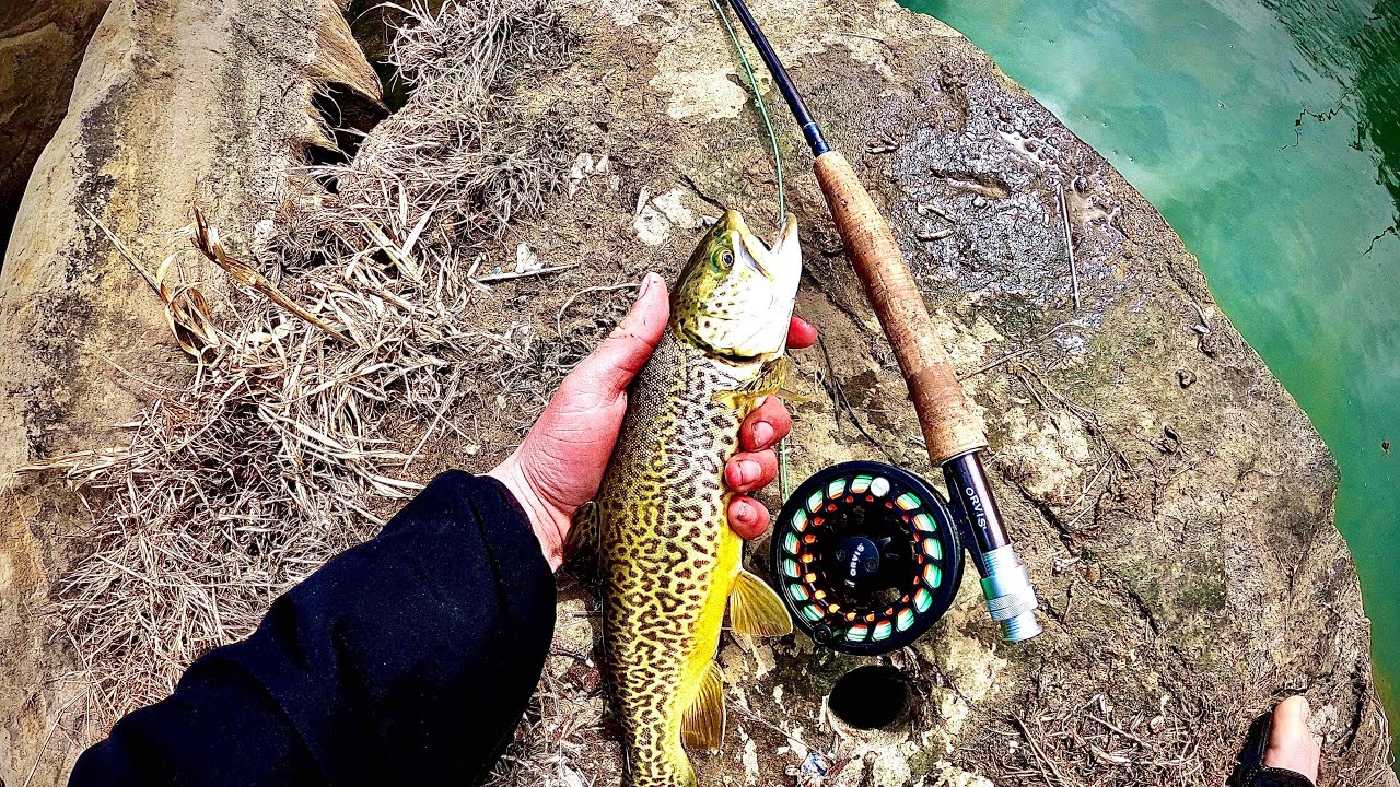 Streamer Fishing for Tiger Trout in Utah!!! YouTube