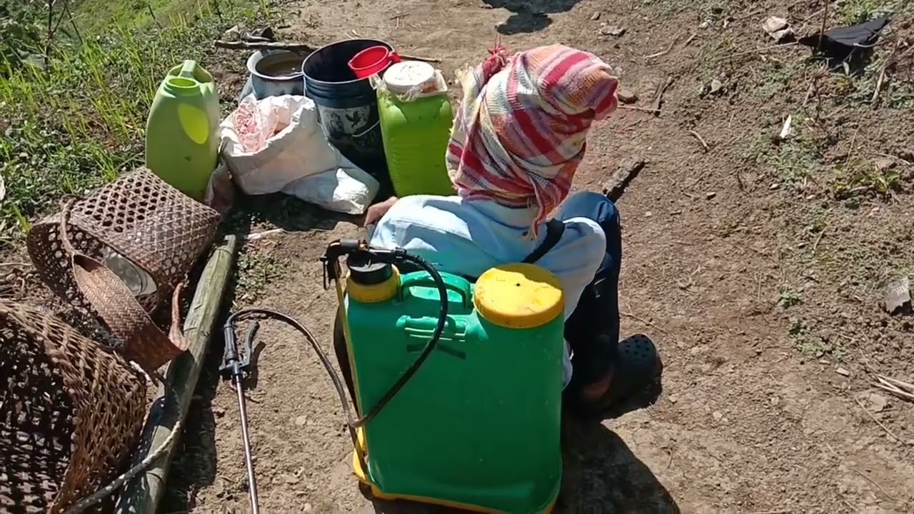 using salt to kill weeds in field YouTube