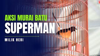 AKSI MURAI BATU SUPERMAN MILIK HERI DI PIALA WALIKOTA SINGKAWANG CUP 2024