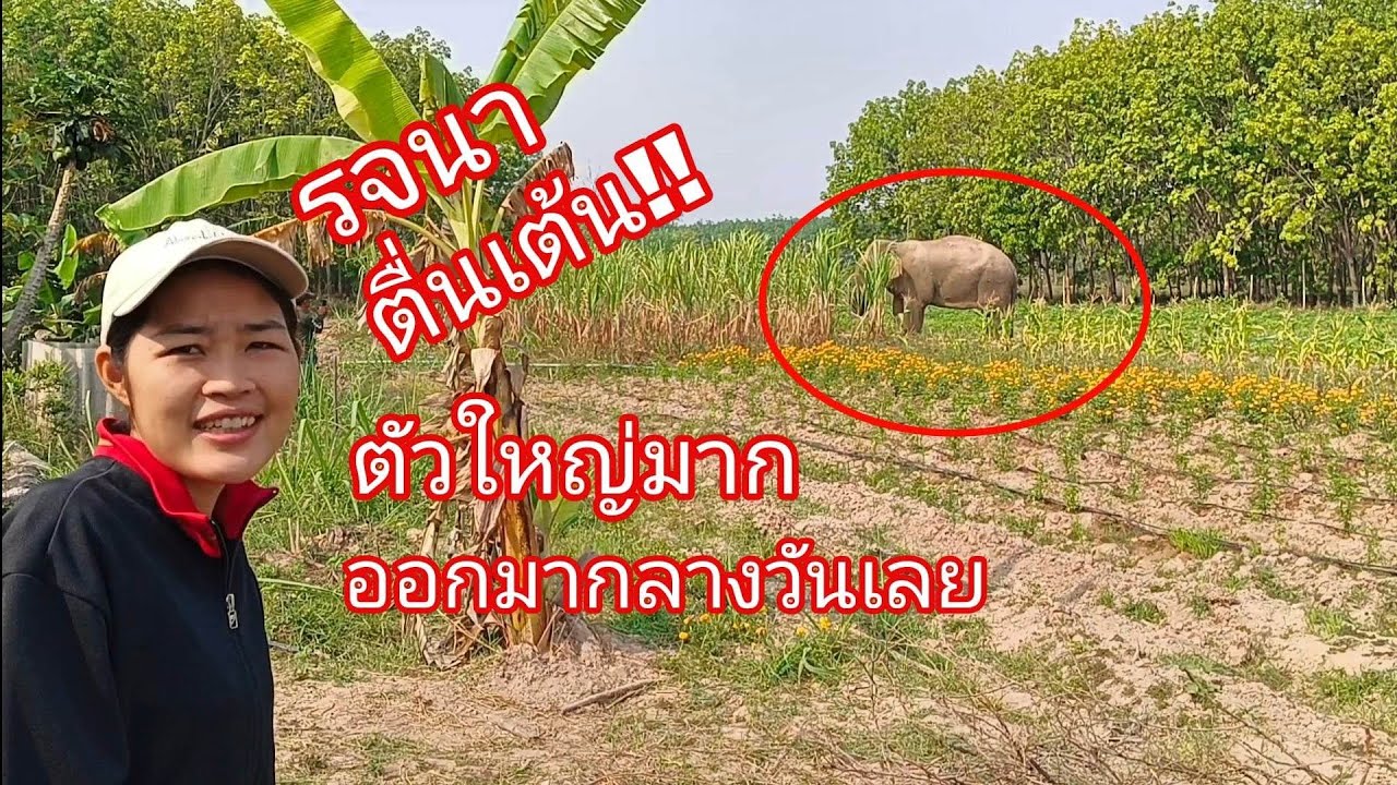 พารจนามาดูช้างสีดอฉีกตัวเป็นๆ !! ตื่นเต้นมาก😲‼️