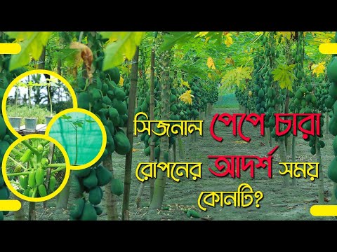 ভিডিও: কখন বপন উত্তাপে আসে?