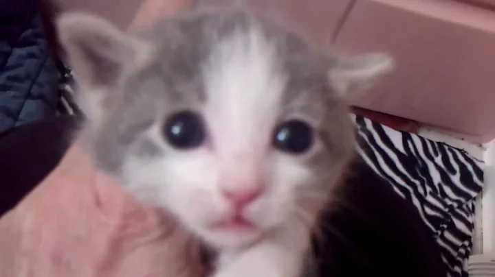 Video 1304871: japanese bobtail kittens born, kittens litter, kitten miss