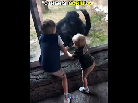 “Last King Gorilla 🦍🔥#shorts #shortsfeed #respect #youtubeshorts