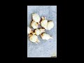 How to propagate potatoes at home for many tubers and easy.#shorts