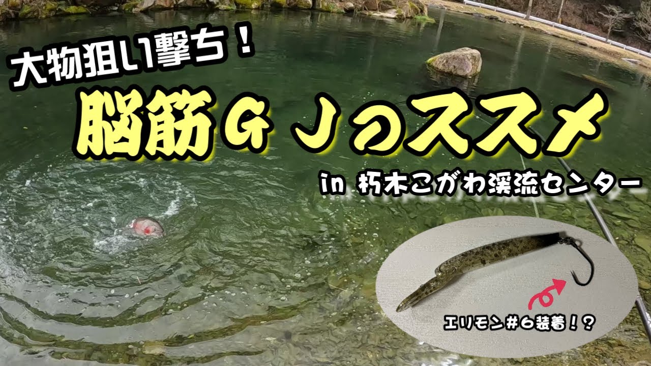 【管釣り】脳筋GJで大物狙い撃ち in 朽木こがわ渓流センター【エリアトラウト】