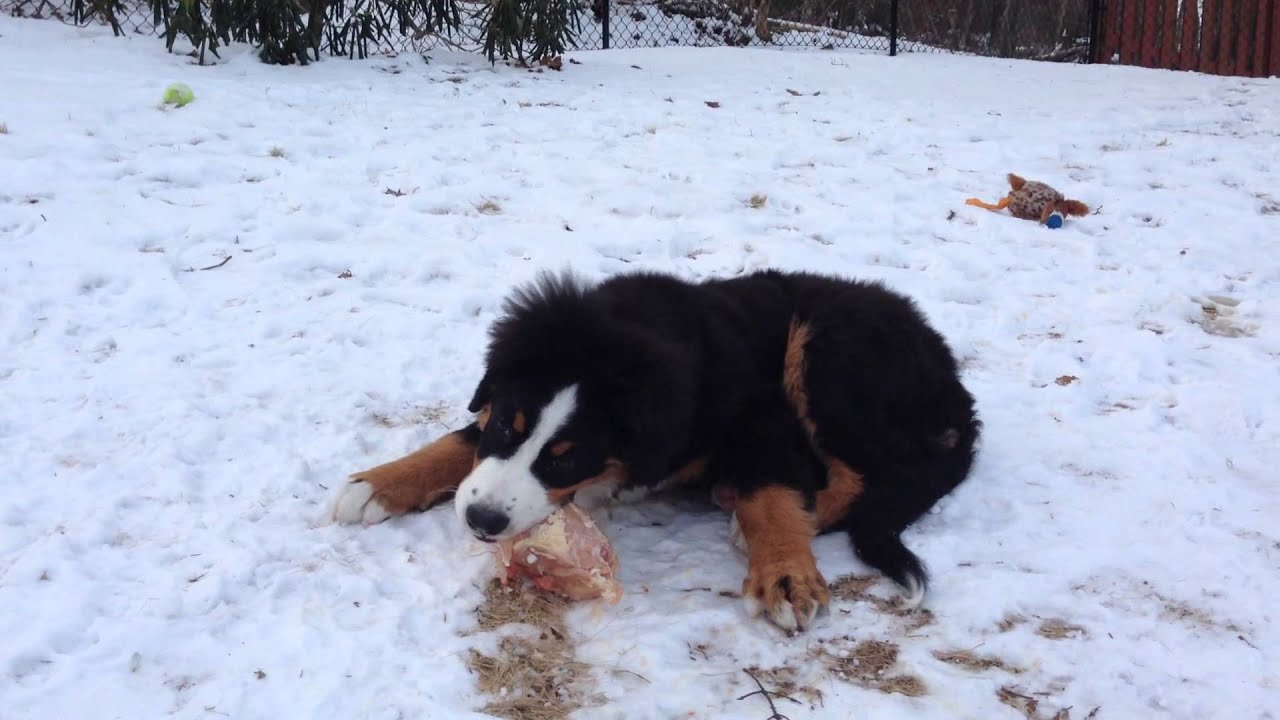 Bernese Puppy Eating a Whole Chicken Carcass on Snow YouTube