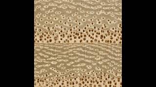63 - Knotty Pine, Paulownia, and Old Veneers