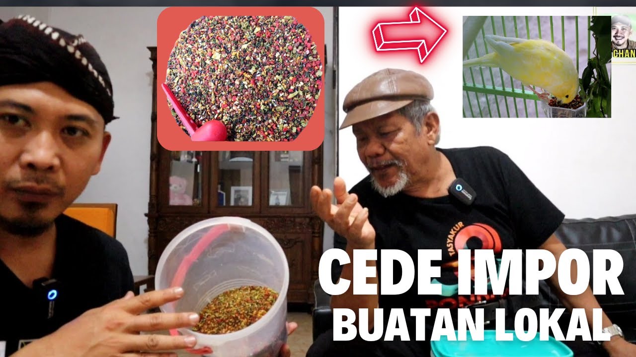 CEDE LOKAL KUALITAS DI ATAS IMPORRR..| Bikin Kenari Makin Berkualitas