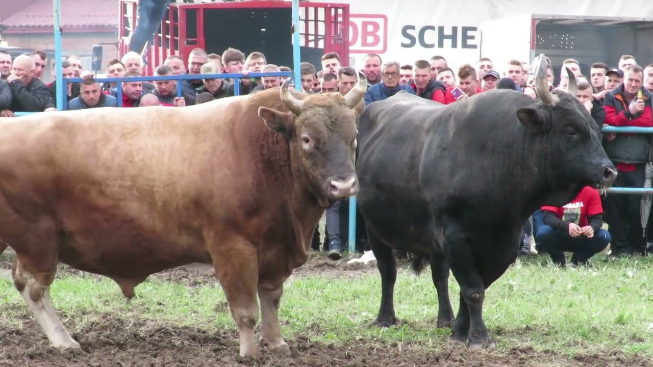 OĐABA OD MUŠIJA I JABLAN OD DŽANGA ZIMČA 2023 KORIDA