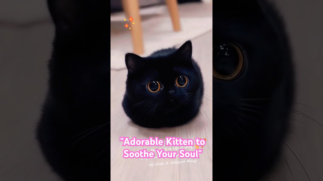 Adorable Kitten to Soothe Your Soul  