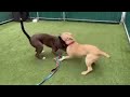 Playgroup | Gwendalyn 254602 and Bearstein 256919 | Nervous at first, Best Friends in the end!!