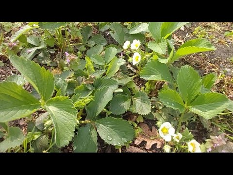 Отдыхаю. Цыплят забрали. Похоже пион. Поиск предков. Дизайнерская работа Жульки))