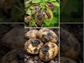 Late blight of potatao.#blight #agriculture