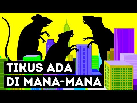 Video: Apakah Tikus Hidup?