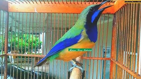 Cucak Cungkok Isian Pelatuk ~Tembakan Istimewa kasaran Untuk Murai Cucak Ijo Kacer Cendet Anis Pleci