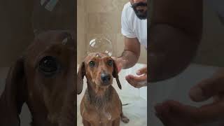 #crazz #funny #crazily #kitten #dogbath #funny videos