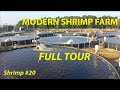 Superintensive modern shrimp farm  full tour 20  fish